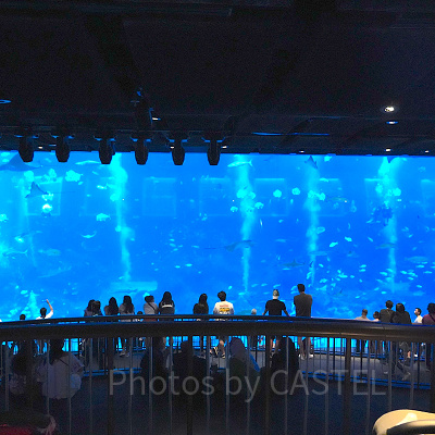 シーアクアリウム：館内最大級の水槽「オープンギャラリー」