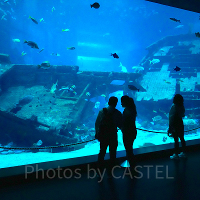 シーアクアリウム:シップレックド