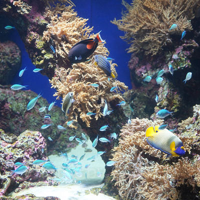 シーアクアリウム:アンダーウォーター・シティ