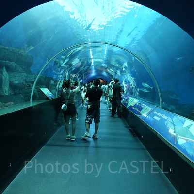 シーアクアリウム:サメ水槽「シャークシー」の水中トンネル