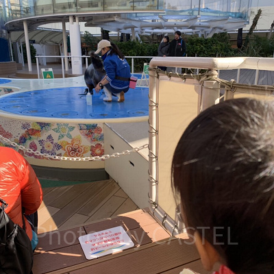 アシカ・パフォーマンスタイム/ アシカ・フィーディングタイム