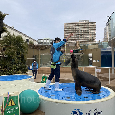 アシカトレーニング