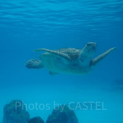 ウミガメ