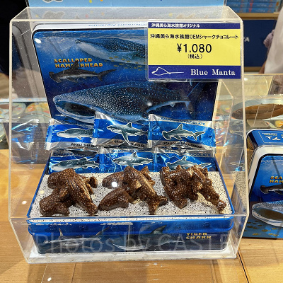 美ら海水族館のシャークチョコレート
