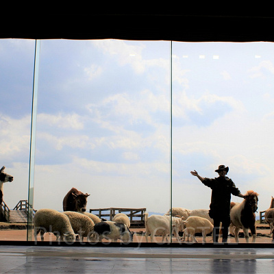 牧羊犬とまきばの仲間たち
