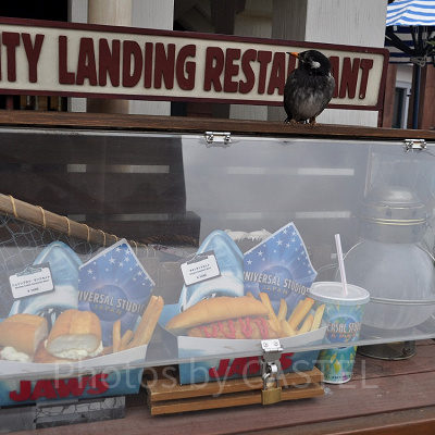 USJアミティエリアの「アミティランディングレストラン」のショーウインドー