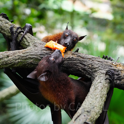 シンガポール動物園：動物を間近で！オープンズーの魅力