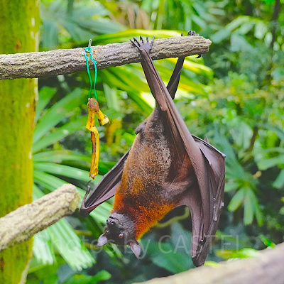 シンガポール動物園：オオコウモリ