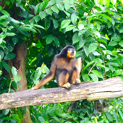 シンガポール動物園：テナガザル