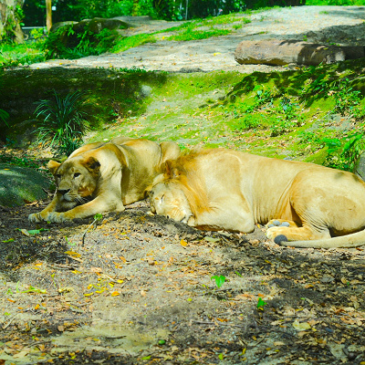 シンガポール動物園：ライオン