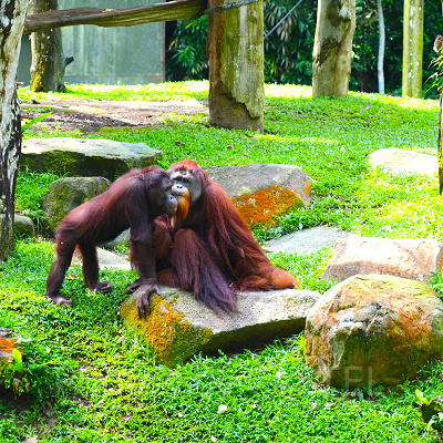 シンガポール動物園：オランウータン