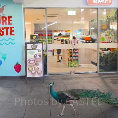 シンガポール動物園：園内外に出没する野生のクジャク