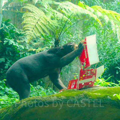 シンガポール動物園：マレーグマ