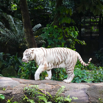 シンガポール動物園：ホワイトタイガー