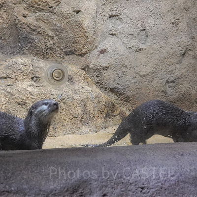 コツメカワウソ
