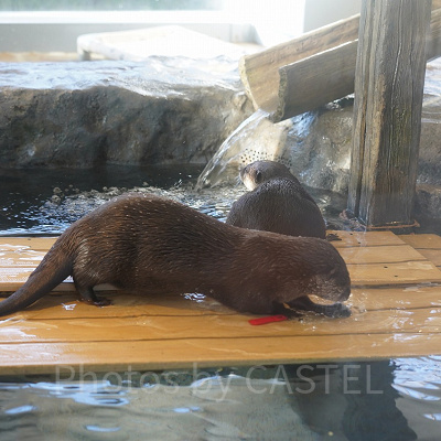 コツメカワウソ