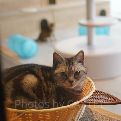 ソラネコカフェ