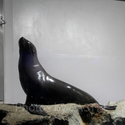 ミナミアメリカオットセイ