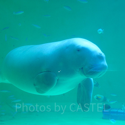 鳥羽水族館のお土産ショップ