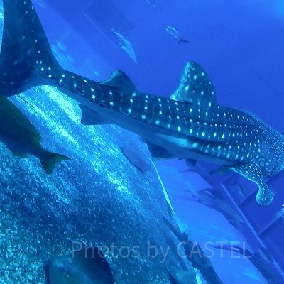 美ら海水族館といえばジンベエザメ