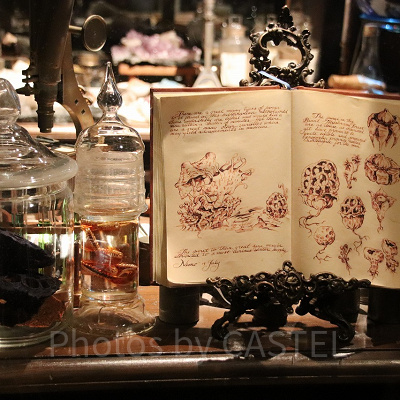 発光生物とキノコの標本