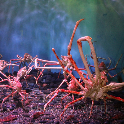 タカアシガニ