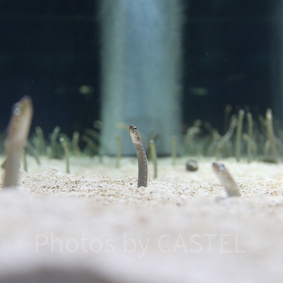 まるで草原のようにニョキニョキ生えているチンアナゴ