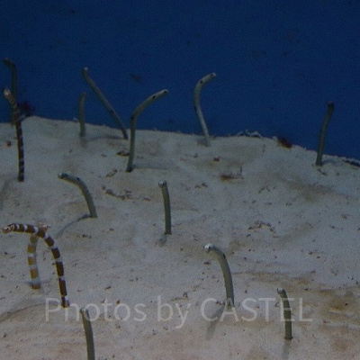 熱帯魚の海に住むチンアナゴ