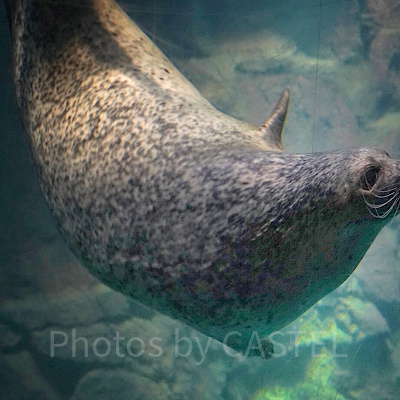 ゴマフアザラシ