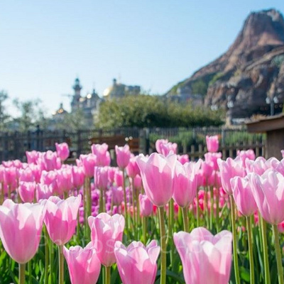 ディズニーシーの春イベント(イメージ)