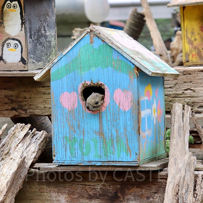 広場で過ごすリスの様子