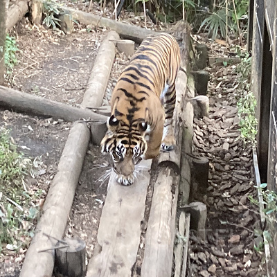 スマトラトラ／上野動物園