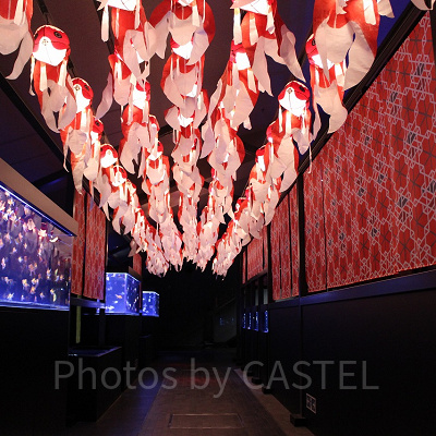 すみだ水族館は「東京」と「江戸」がテーマ