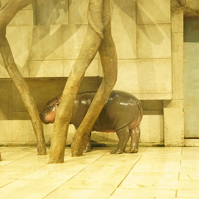 木に隠れるテンテン