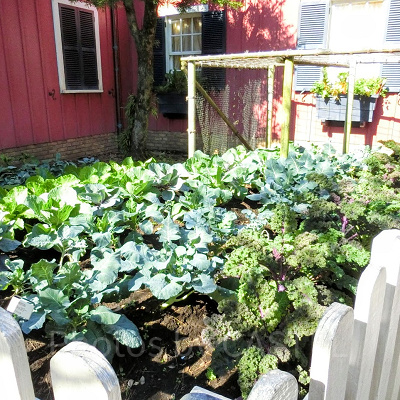 店内横にある畑