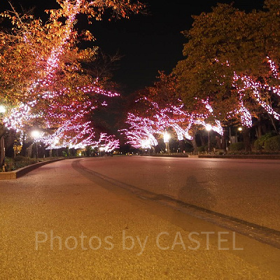 上野公園近くにはイルミネーションも素敵です！