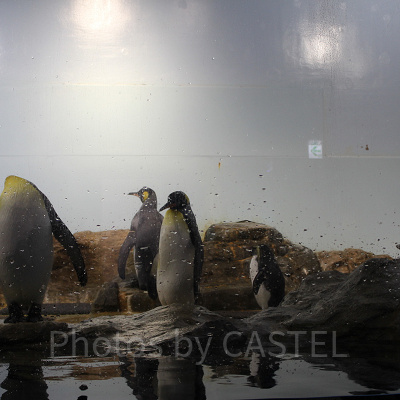 アクアパーク品川内にはペンギンたちもいますよ！