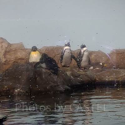 アクアパーク品川内にはペンギンたちもいますよ！