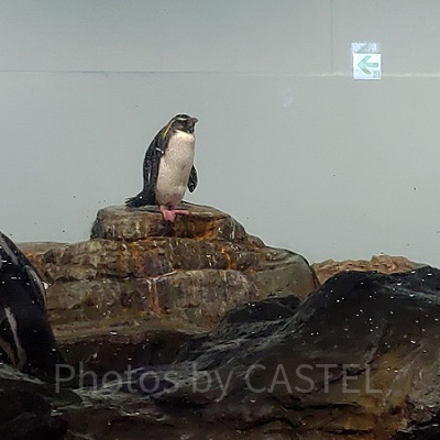 アクアパークにはペンギンも！