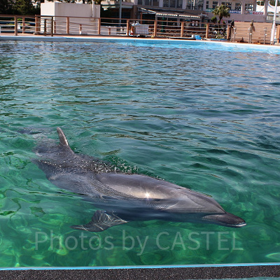 シーパラの中で最もイルカに接近できるのはここ