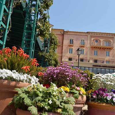 ディズニーランドローズを栽培するコツ