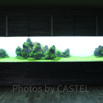 水槽の中で一つの生態系が完結する東京水景