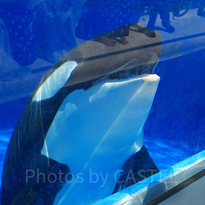 神戸須磨シーワールドの2大パフォーマンス：シャチショーとイルカショー