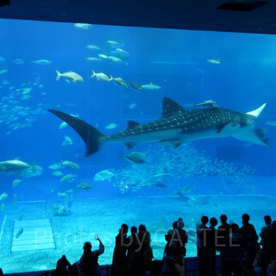 美ら海水族館のジンベエザメ
