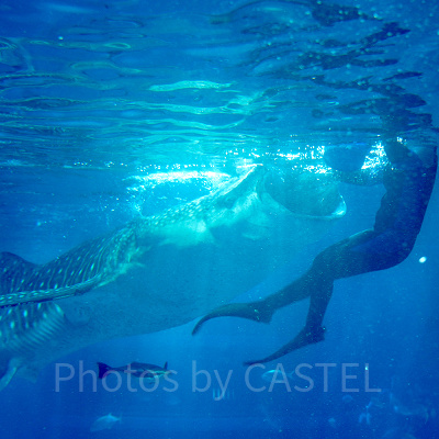 ジンベエザメのお食事タイム