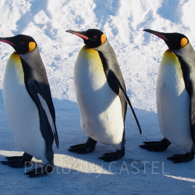 パブロはどんなキャラ？