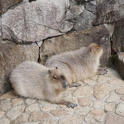 アドベンチャーワールドの営業時間は？