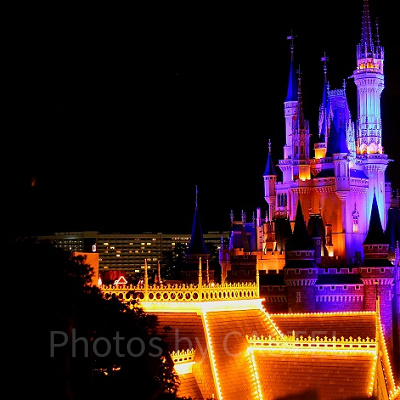 スイスファミリー・ツリーハウスの再開時期