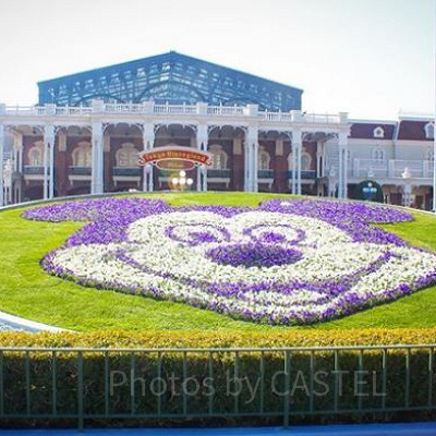 ディズニー当日券の入手タイミング
