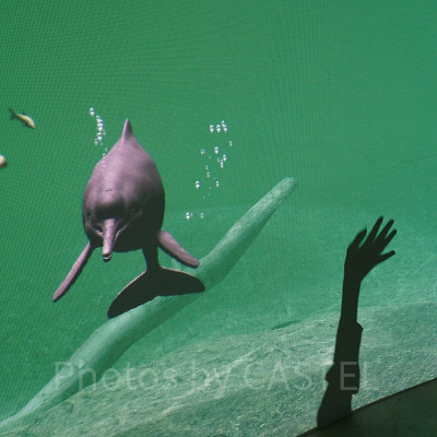 イルカに向かって手を振ると……？